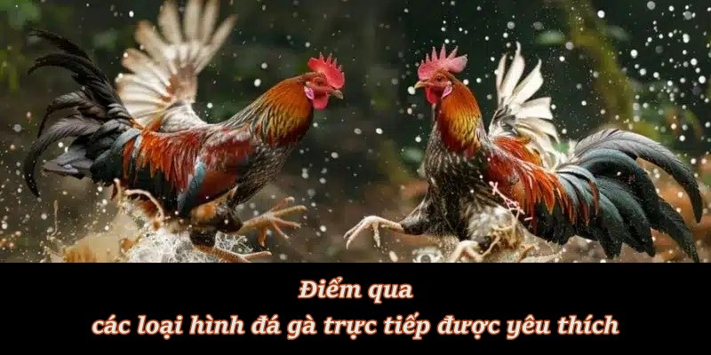 Các trận đá gà giao hữu và giải đấu chuyên nghiệp