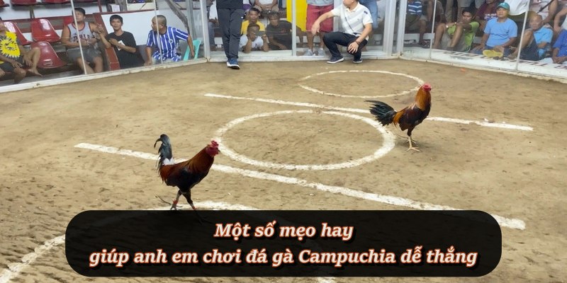 Chiến thuật đơn giản giúp người mới hạn chế rủi ro